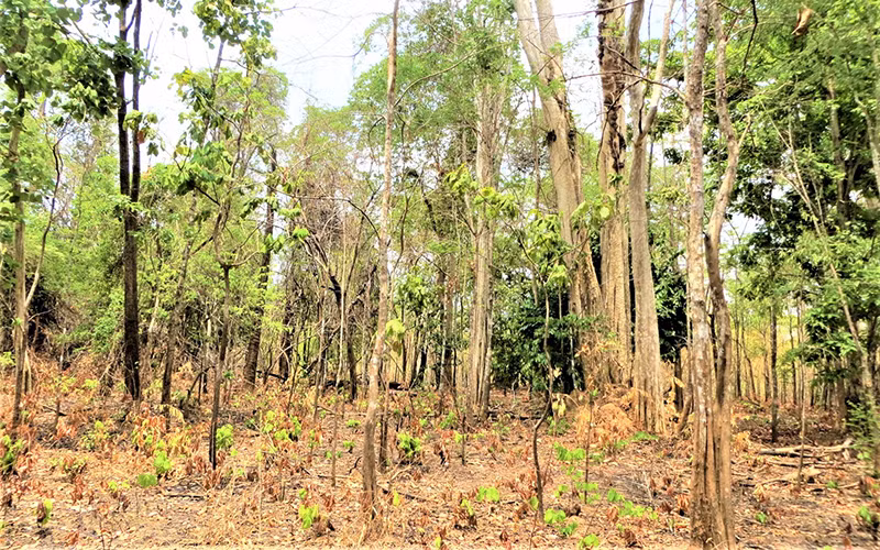 Mùa xua đuổi voi rừng -0