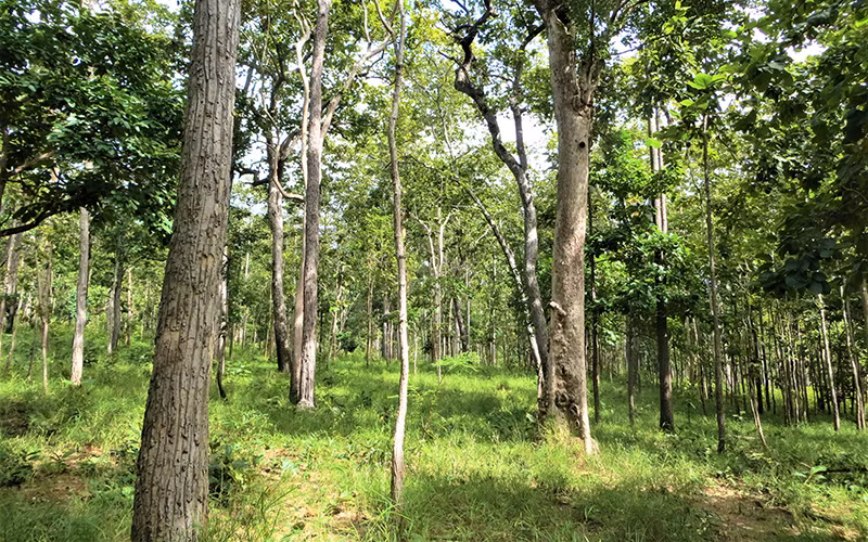 Rừng khộp Vườn Quốc gia Yok Đôn trong mùa mưa cây cỏ xanh tốt, là nguồn thức ăn dồi dào cho loài voi hoang dã.