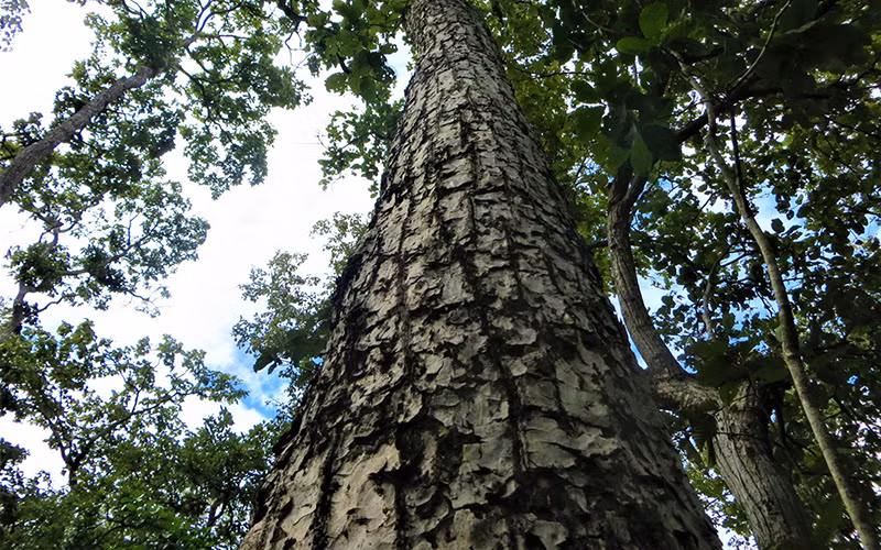 Mùa xua đuổi voi rừng -0