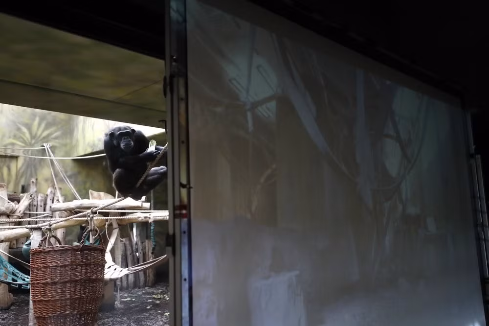 Tinh tinh vườn thú Séc gặp trực tuyến đồng loại qua màn hình trong Covid-19 -0