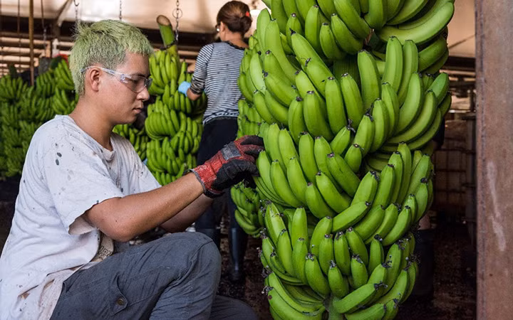 Ảnh minh họa: Bộ Nông nghiệp, Nguồn nước và Môi trường Australia.