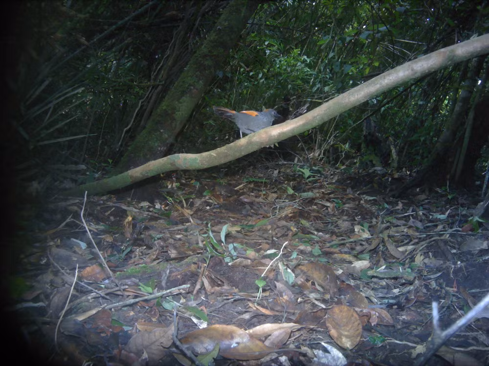 Phát hiện “kho báu” về đa dạng sinh học cần được bảo tồn tại Kon Plông -0