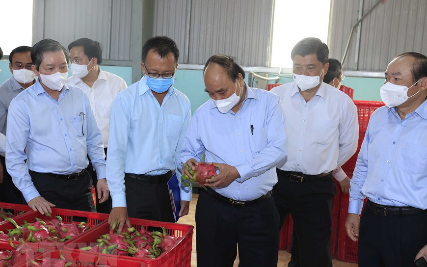 Sáng 6/4, Chủ tịch nước Nguyễn Xuân Phúc đến thăm, động viên một số mô hình hợp tác xã tiêu biểu của tỉnh Tiền Giang. (Ảnh: TTXVN)