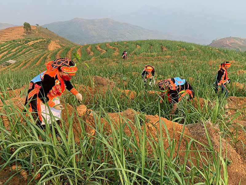 Bà con dân tộc Dao ở bản Lèng Xuôi Chin, xã Hoang Thèn, huyện Phong Thổ (Lai Châu) chăm sóc vườn mía. Khoa học và công nghệ thúc đẩy phát triển vùng dân tộc thiểu số và miền núi phía bắc -0