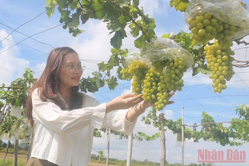 Du khách Lư Thị Hồng Phương, xã Long Vĩnh, huyện Duyên Hải thích thú với những chùm nho xanh trĩu quả. Trà Vinh ra mắt mô hình trồng nho ăn tươi an toàn -0