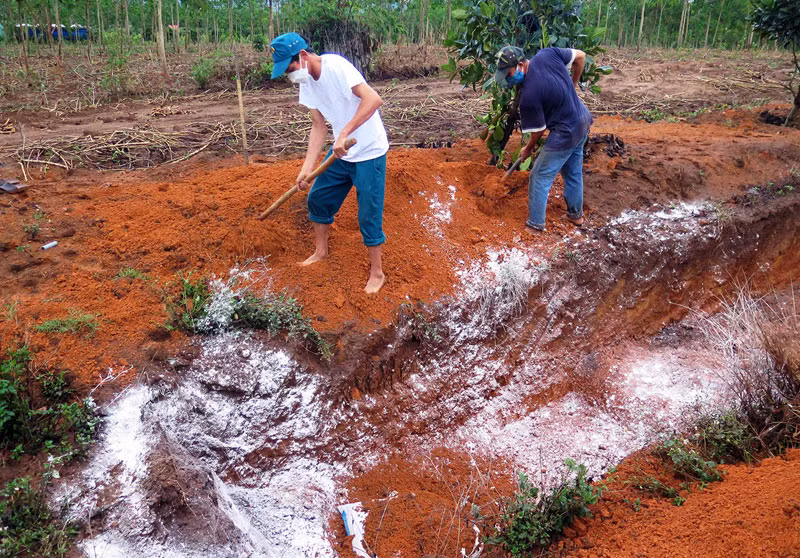 Lực lượng chức năng tiêu hủy đàn gia cầm mắc bệnh.