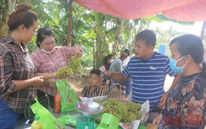 Du khách mua nho trái tại vườn về làm quà cho người thân.