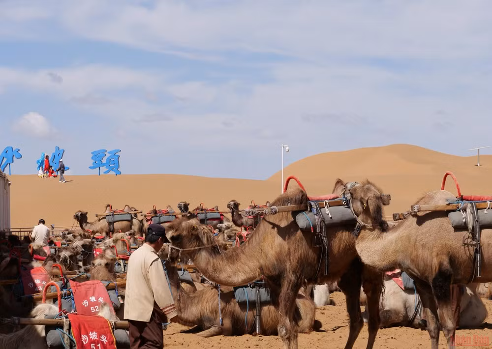 Sa mạc Tengger (hay Tenggeli theo phiên âm tiếng Trung Quốc) nằm giữa ba địa phương là khu tự trị dân tộc Hồi Ninh Hạ, khu tự trị Nội Mông Cổ và tỉnh Cam Túc, có diện tích 43.000 km2.