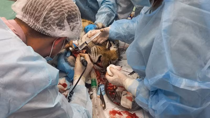 Nga nỗ lực bảo tồn loài hổ -0