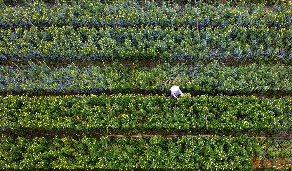Tháng tư mùa hoa loa kèn tinh khôi xuống phố Hà Nội -0