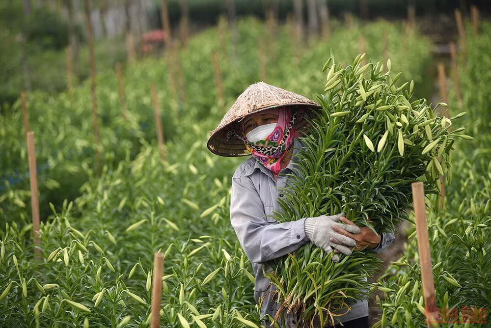 Tháng tư mùa hoa loa kèn tinh khôi xuống phố Hà Nội -0