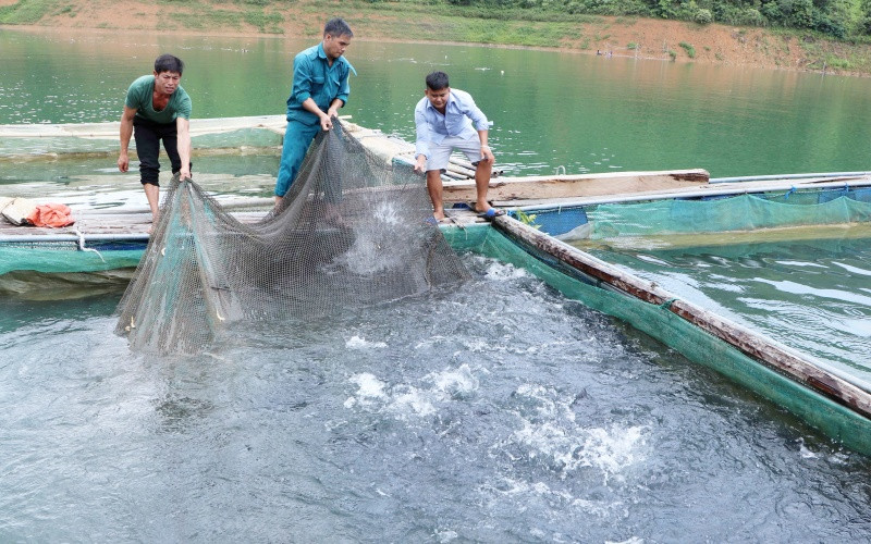 Các mô hình phát triển cá lồng trên lòng hồ thủy điện giúp cải thiện thu nhấp, đời sống cho người dân. 2_2-1598254272942.jpg