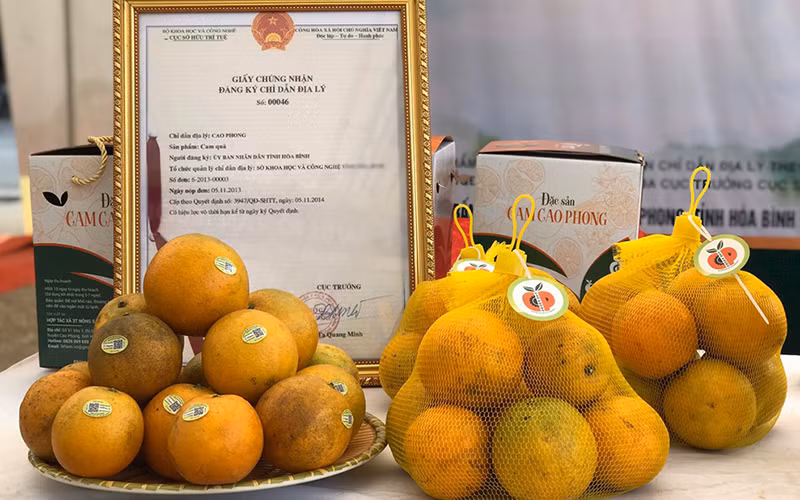 Cam Cao Phong, Hòa Bình, đặc sản được người tiêu dùng ưa chuộng (Ảnh minh họa).