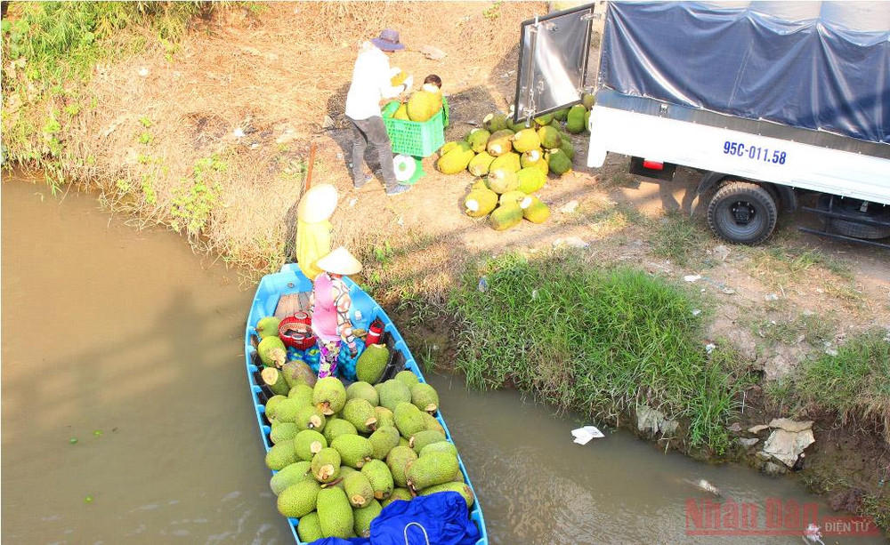 Theo nông dân hiện nay lưu thông hàng hóa nông sản rất khó do phòng chống Covid-19. Kỳ 1: Khó lưu thông, nông sản ùn ứ, rớt giá -0