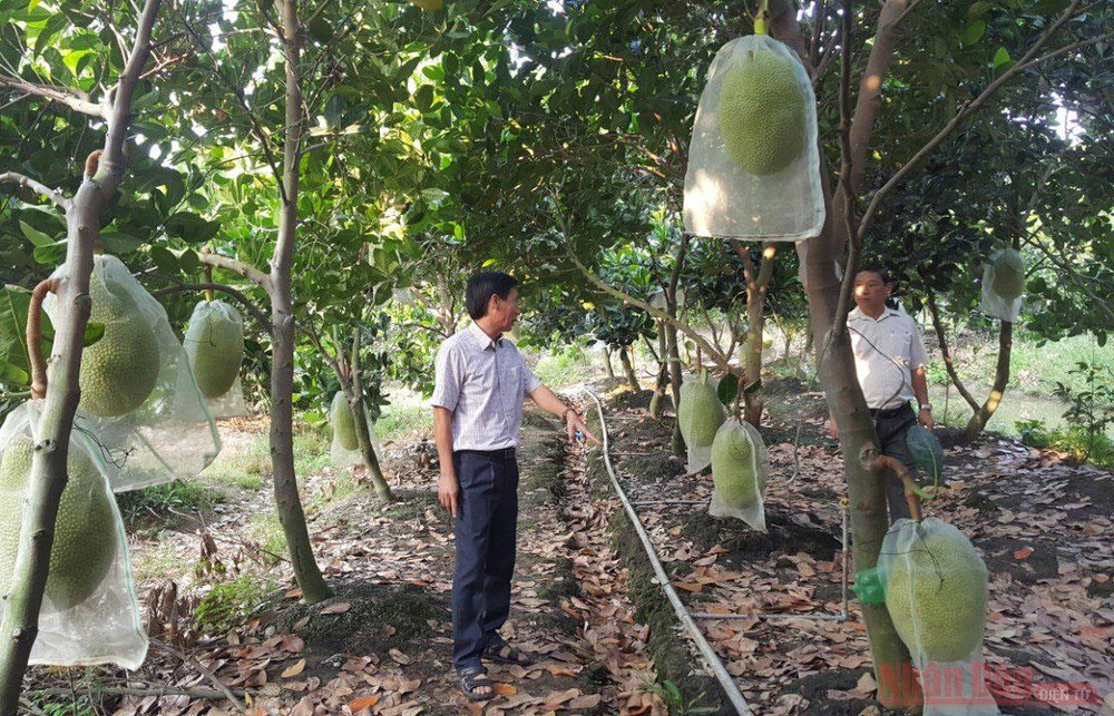 Nông dân trồng mít Thái Lan siêu sớm cũng chung cảnh ngộ dội chợ, giá cả rớt thê thảm. Kỳ 1: Khó lưu thông, nông sản ùn ứ, rớt giá -0