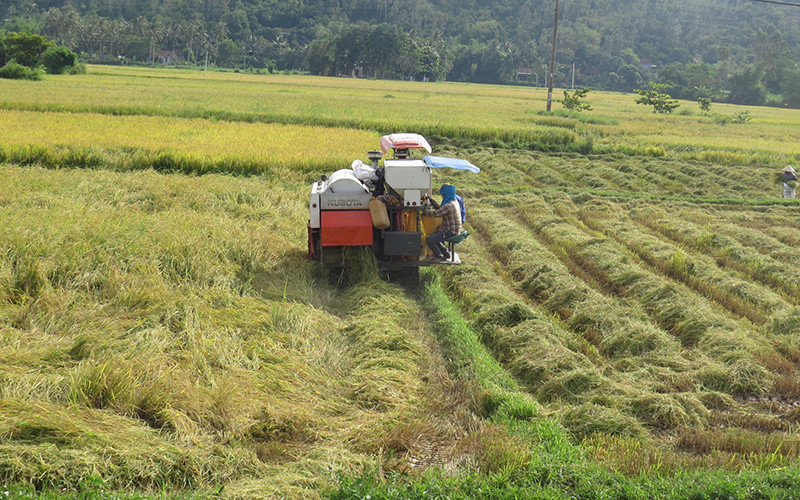 Bà con nông dân tỉnh Phú Yên thu hoạch lúa. (Ảnh: Trình Kế) Bố trí thời vụ sản xuất lúa cho phù hợp ở vùng duyên hải Nam Trung Bộ và Tây Nguyên -0