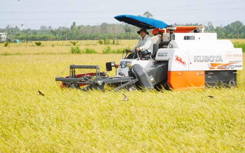 Bà con nông dân tỉnh Sóc Trăng thu hoạch lúa đông xuân. (Ảnh: Nguyễn Phong)