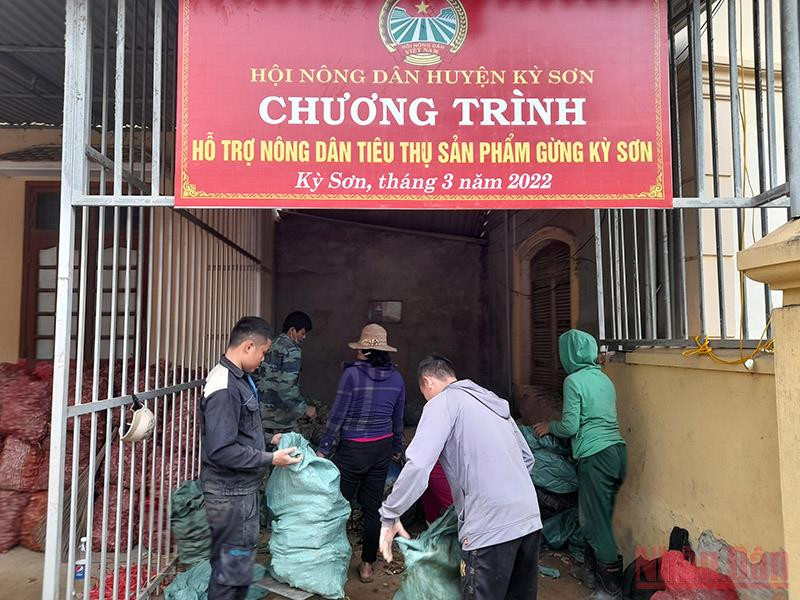 Hội Nông dân Kỳ Sơn triển khai hỗ trợ tiêu thụ sản phẩm gừng. Tính đến nay đã tiêu thụ hơn 60 tấn gừng các loại. Hỗ trợ tiêu thụ đặc sản gừng Kỳ Sơn -0