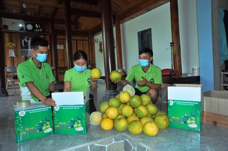 Sản phẩm bưởi Phúc Trạch được dán tem truy xuất hàng hóa theo tiêu chuẩn VietGAP.