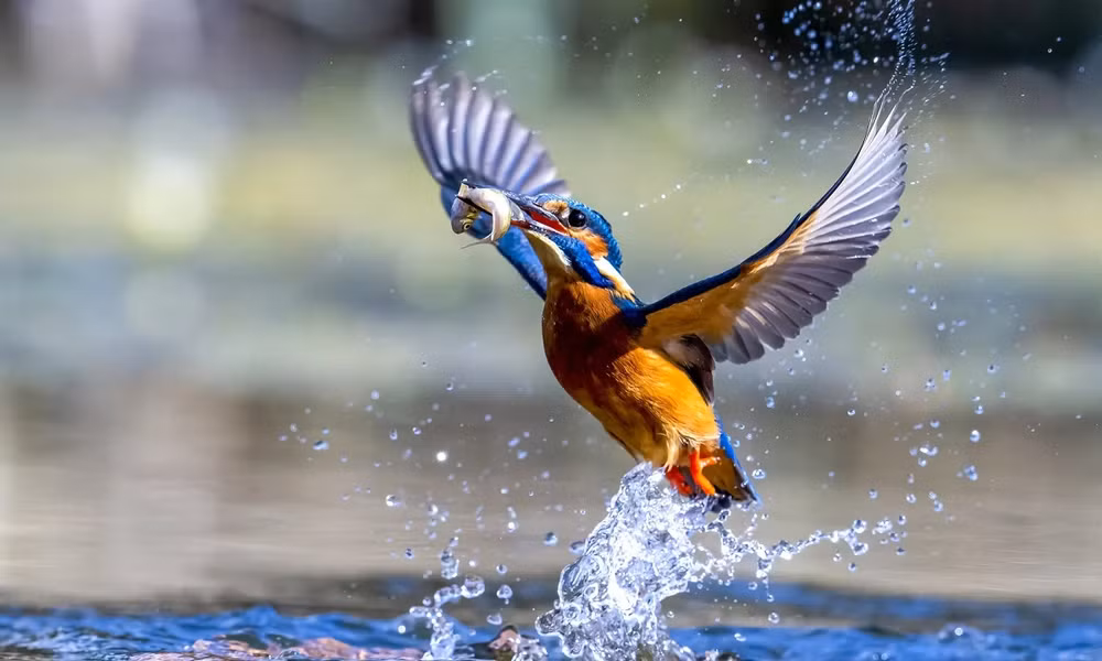 Những bức ảnh ấn tượng về động vật hoang dã trong tuần -0