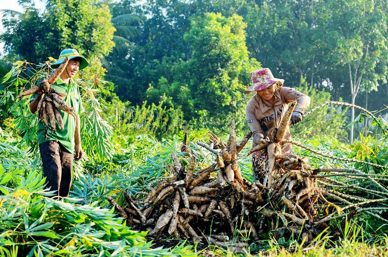 Thu hoạch sắn. (Nguồn: Báo TNO)