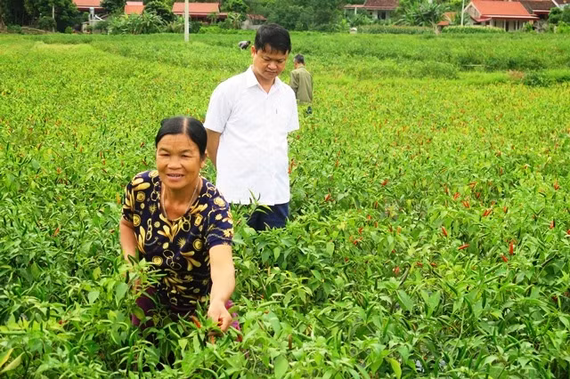 Người dân ở thôn Chằm Páng, thị trấn Đồng Mỏ (Chi Lăng) đang khẩn trương thu mua ớt.