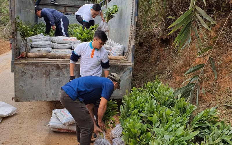 Mỗi cây bám rễ, một hy vọng bình yên -0