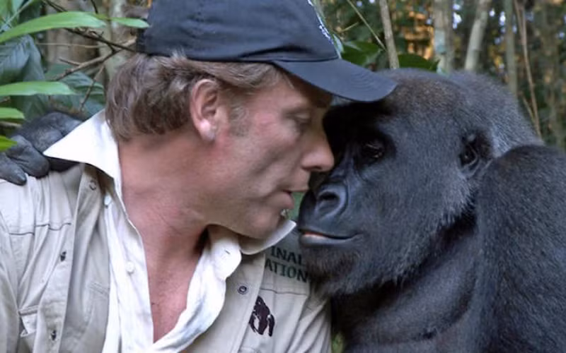 Aspinall và chú khỉ đột Kwibi.Ảnh: ASPINALL FOUNDATION