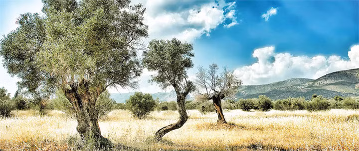 Xanh mát bóng rợp olive trên đảo Lesvos.