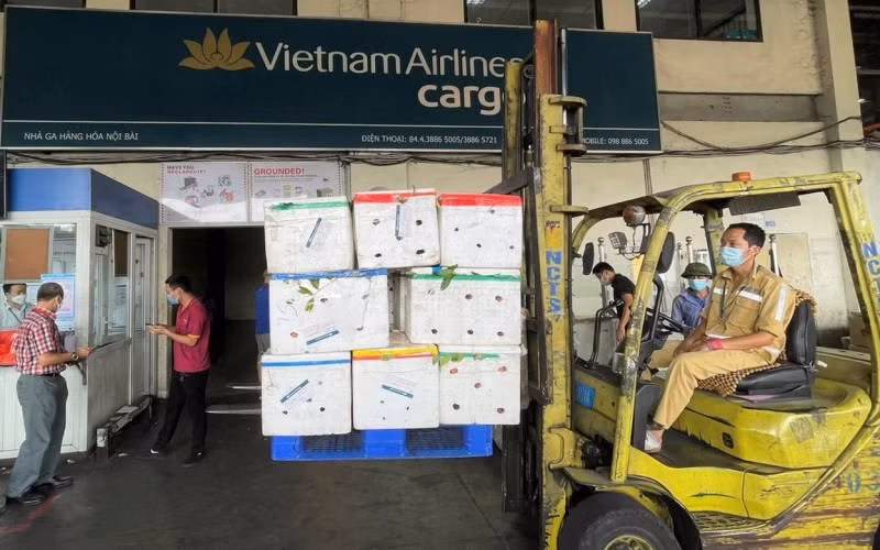 Vải thiều tập kết tại kho hàng ở sân bay Nội Bài. (Ảnh: Vietnam Airlines cung cấp)