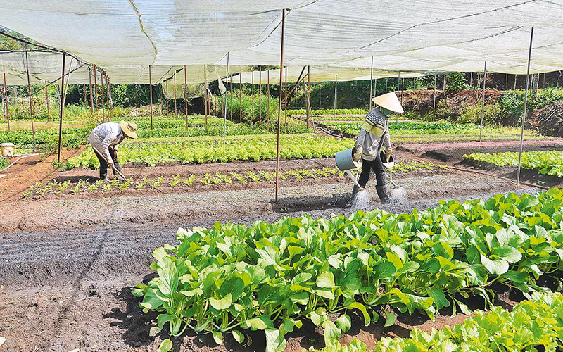 Vừa bảo đảm an ninh lương thực, vừa bảo đảm hiệu quả kinh tế của việc sử dụng đất nông nghiệp là một phép cân đối khó khăn. Ảnh: Mạnh Trường