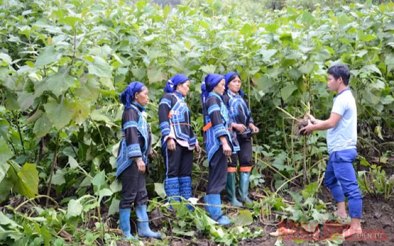 Ý Tý mùa sâm đất -0