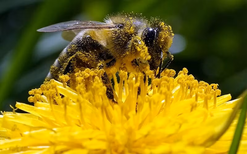 Những bức ảnh ấn tượng về động vật hoang dã trong tuần