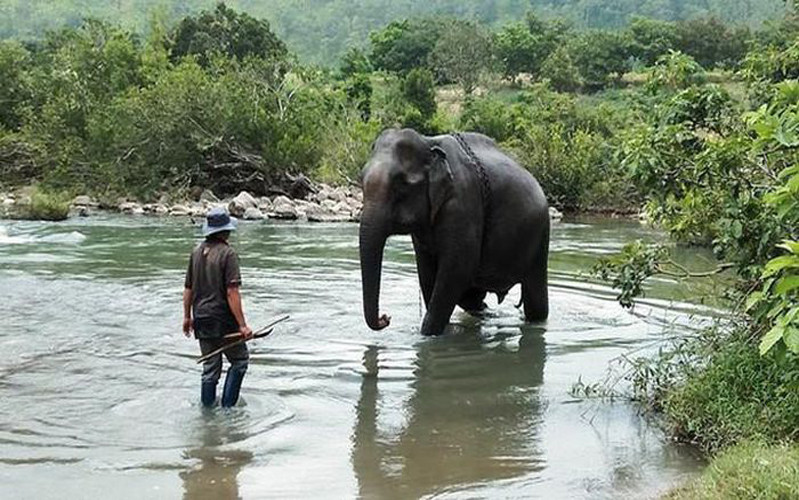 Voi Yă Tao từng là thành viên gắn bó với gia đình anh Siu Kim.