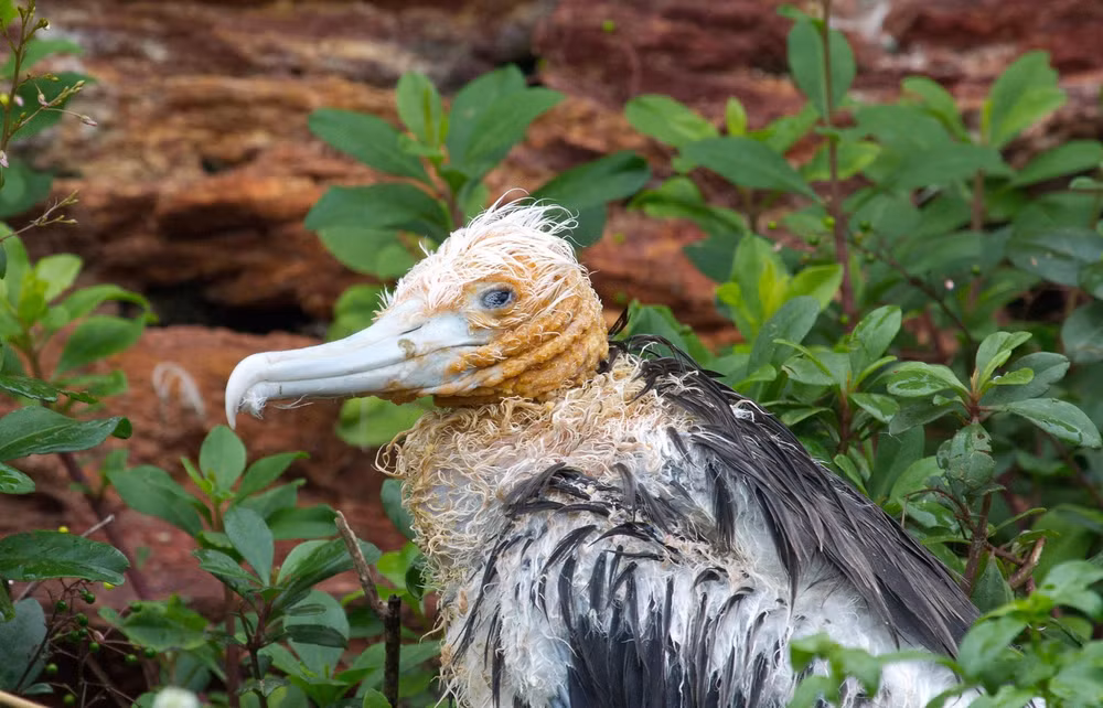 Ám ảnh về virus, zombie trong cuộc thi ảnh sinh thái quốc tế -0