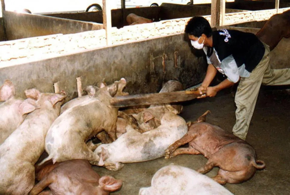 Lợn ăn xoài bị nhiễm bệnh từ dơi cũng trở thành vật mang mầm bệnh. Ảnh: Alamy. Cảnh báo virus từ dơi gây phù não có thể là đại dịch tiếp theo -0