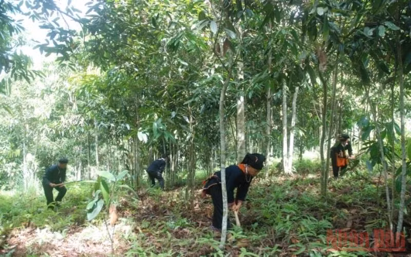 Trồng quế hiện đang là sinh kế cho hàng trăm nghìn hộ dân tộc thiểu số tại các tỉnh vùng sâu vùng xa. (Ảnh: THANH TRÀ)