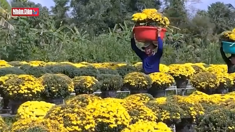 Làng hoa Sa Đéc vào Xuân