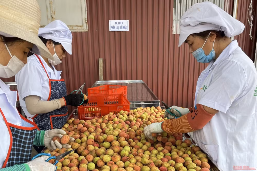 Sơ chế vải quả xuất khẩu ở Công ty CP Ameii. 