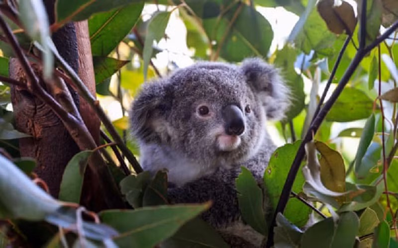 Loài gấu koala ở Australia đang đối mặt với nhiều mối đe dọa, bao gồm dịch bệnh, sự nóng lên toàn cầu và việc chặt phá rừng gây hủy hoại môi trường sống của chúng. (Ảnh: Getty)