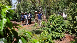Phát triển du lịch nông nghiệp xanh, bền vững với nông trại cà-phê đang là điểm đến hấp dẫn du khách trong và ngoài nước. Ảnh: (Thanh Tùng - TTXVN)