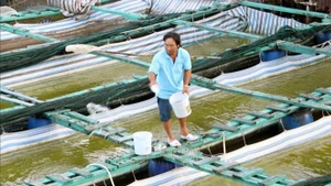 Ảnh minh họa: Người dân cư ngụ ven sông Cà Mau chủ động bố trí nuôi thủy sản thích ứng với biến đổi khí hậu và nước dâng cao. (Ảnh: Kim Há - TTXVN)