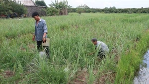 Ảnh minh họa: Nông dân tỉnh Tiền Giang (cũ) chăm sóc vườn sả. (Ảnh: Minh Trí - TTXVN)