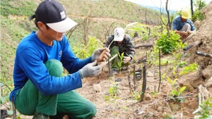 Người dân trồng rừng bằng giống keo lai. (Ảnh: Xuân Triệu - TTXVN)