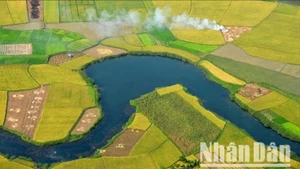 Cánh đồng Bắc Sơn, Lạng Sơn mùa lúa chín. (Ảnh: VŨ LINH) 