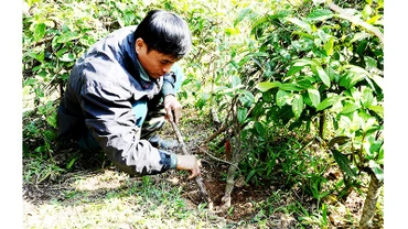 Đi tìm sâm quý. Ảnh: SONG ANH