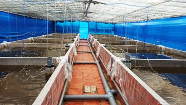 Ứng dụng ozone trong xử lý nước nuôi trồng thủy sản.