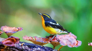 Đớp ruồi lưng vàng (Narcissus Flycatcher). 