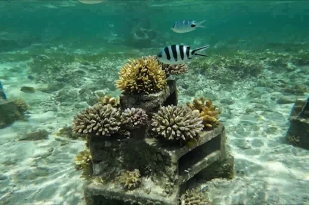 Hình ảnh rạn san hô ở Ấn Độ Dương. (Ảnh: CGTN)