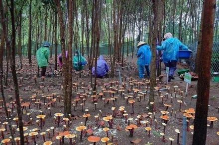 Bà con xã Ayun thu hoạch nấm linh chi tại khu vực Vườn quốc gia Kon Ka Kinh.